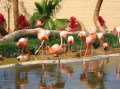 Flamingo-Insel