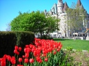 Tulpen in Ottawa