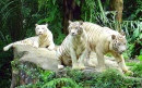 Weiße Tiger, Singapur-Zoo