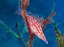 Langschnauzen-Korallenwächter