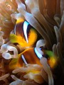 Ein Paar Anemonenfische