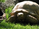 Schildkröte im Zoo in Portugal