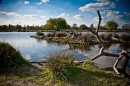 Bushy Park See