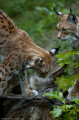 Luchs