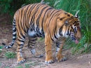 Tiger im San Diego Wildpark