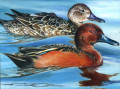 Duck Stamp Kunstwettbewerb