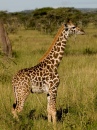 Serengeti-NP, Tansania