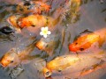 Fische im Teich, Vietnam
