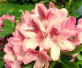 Rhododendren