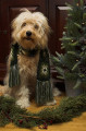 Goldendoodle Weihnachten