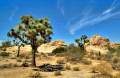 Joshua-Tree-Nationalpark