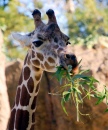 Giraffen-Mittagsessen