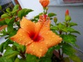 Hibiskus Unter dem Regen