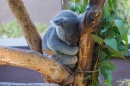 Schläfriger Koala, San Diego Zoo