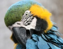 Blau-und-Gold Macaw