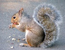 Eichhörnchen - Holborn, London, England