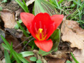 Tulpe