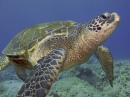 Seeschildkröte, Kona, Hawaii