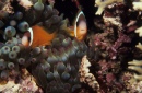 Aneomonenfisch, Fidschi