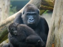 Mutter und Baby Gorilla