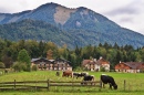 Kühe in Abersee, Österreich