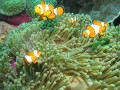 Anemonenfisch