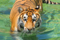 Tiger Badet