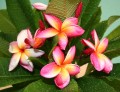 Frangipani