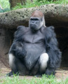 Westlicher Flachlandgorilla