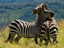 Duellierende Zebras