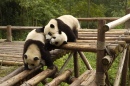 Panda-Menge