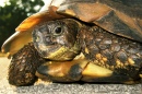 Schildkröte Nahaufnahme