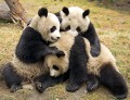 Riesenpandas