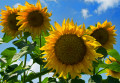 Sonnenblumen