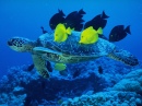 Seeschildkröte von Gelben Segelflossendoktor gereinigt