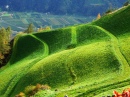 Gras ist immer grüner Im Südtirol