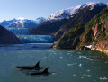 Schwertwale in Alaska