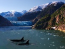 Schwertwale in Alaska