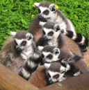 Lemuren im Colchester-Zoo