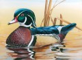 Junior Duck Stamp Wettbewerb