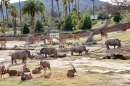 San Diego Zoo Safari-Park