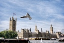 Seemöwe über Westminster