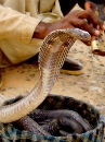 Schlangenbeschwörer am Straßenrand, Indien