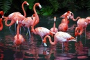 Flamingos Dschungelgarten