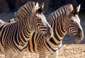 Zebras im Philadelphia-Zoo