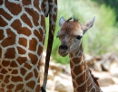 Ein Tag Alter Giraffe mit Mutter