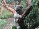 Koala, Sydney Aquarium and Wildlife World