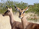 Impala, Etosha-Nationalpark