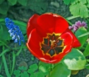 Tulpe und Traubenhyazinthe