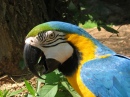 Blau-Goldener Macaw